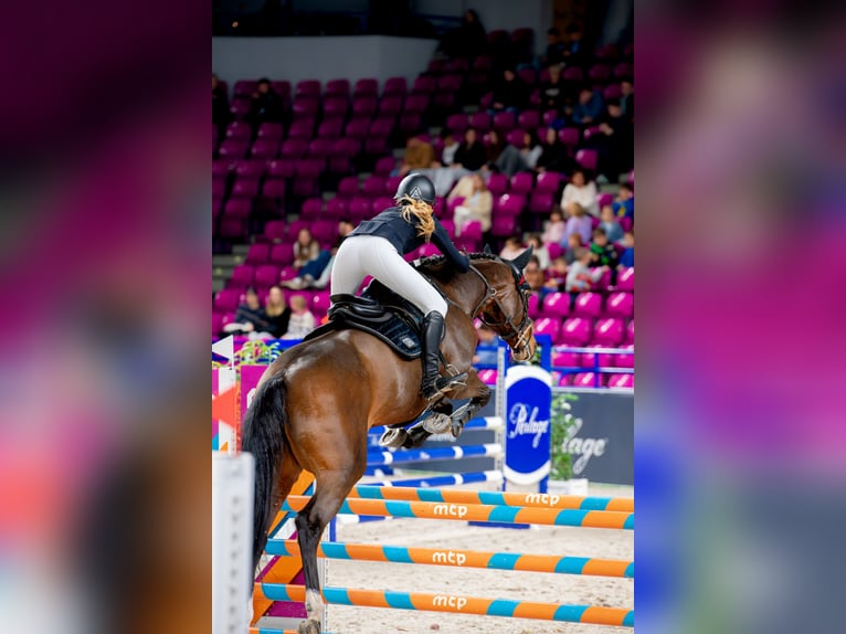 Autres races Jument 10 Ans 167 cm Bai cerise in Sędzice
