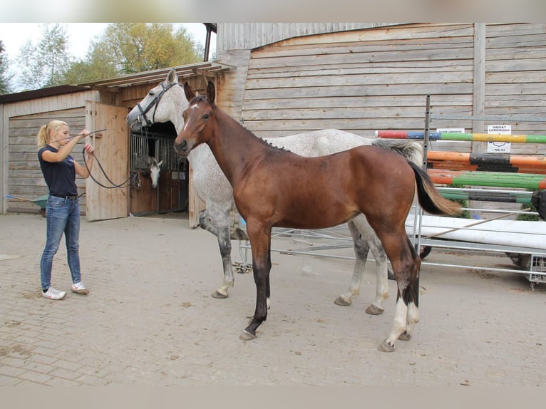 Autres races Jument 10 Ans 167 cm Bai cerise in Sędzice