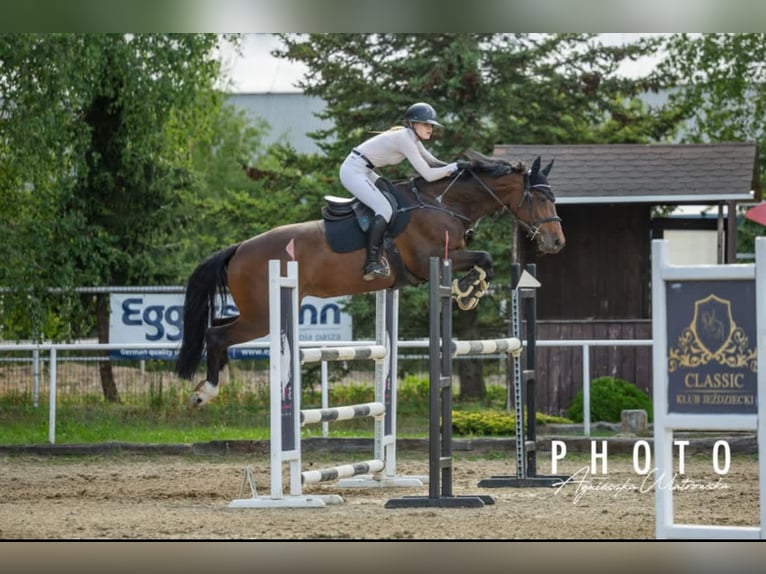 Autres races Jument 10 Ans 167 cm Bai cerise in Sędzice