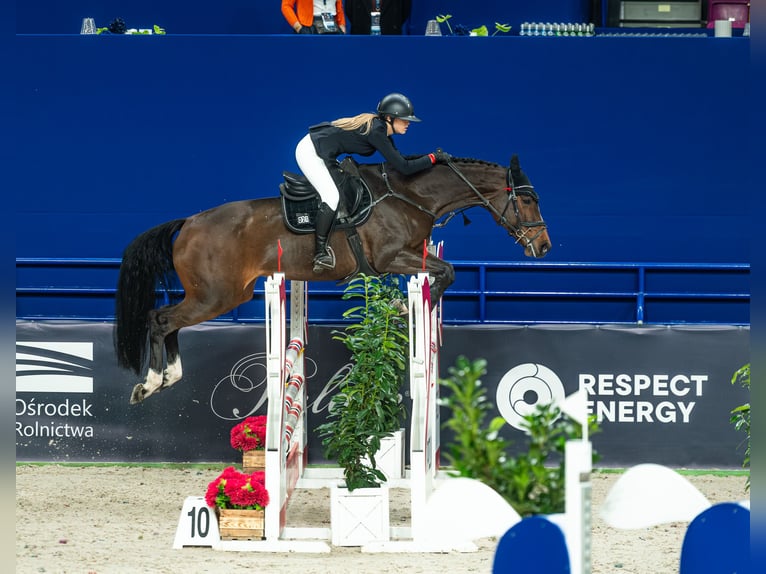 Autres races Jument 10 Ans 167 cm Bai cerise in Sędzice