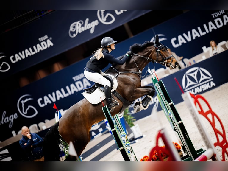 Autres races Jument 10 Ans 167 cm Bai cerise in Sędzice