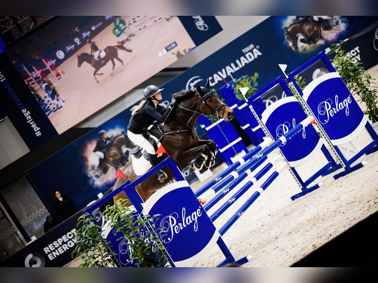 Autres races Jument 10 Ans 167 cm Bai cerise in Sędzice