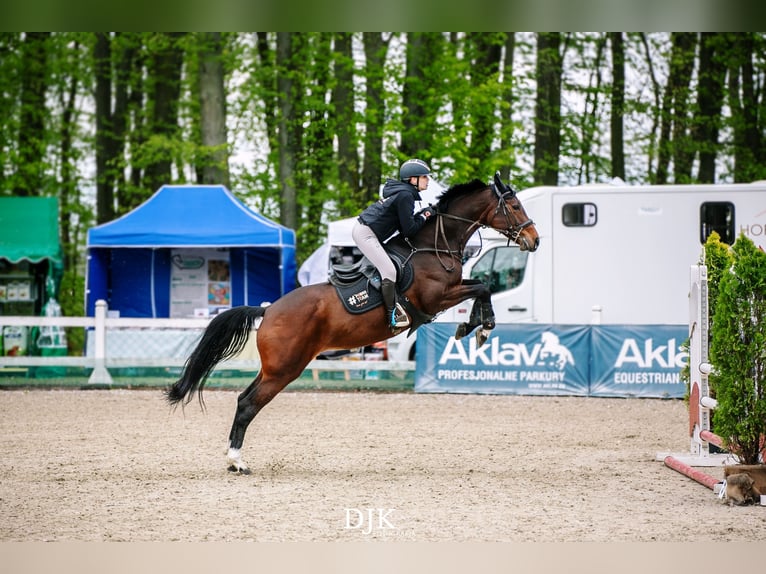 Autres races Jument 10 Ans 167 cm Bai cerise in Sędzice