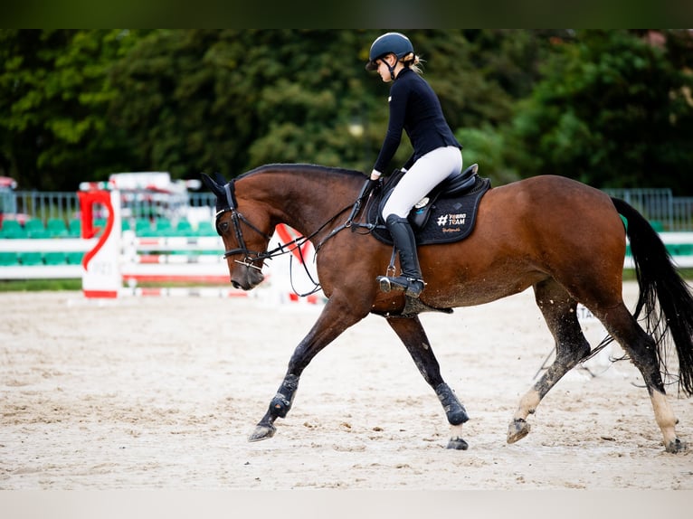 Autres races Jument 10 Ans 167 cm Bai cerise in Sędzice