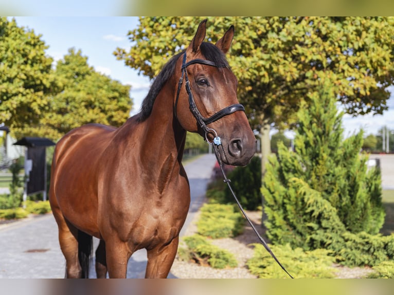 Autres races Jument 10 Ans Bai cerise in Ptakowice