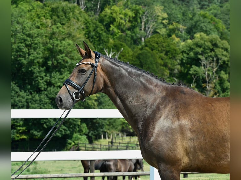 Autres races Jument 10 Ans Bai in Fontaine-l&#39;Abbé