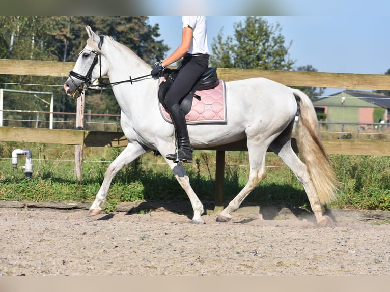 Autres races Jument 11 Ans 148 cm Blanc in Achtmaal