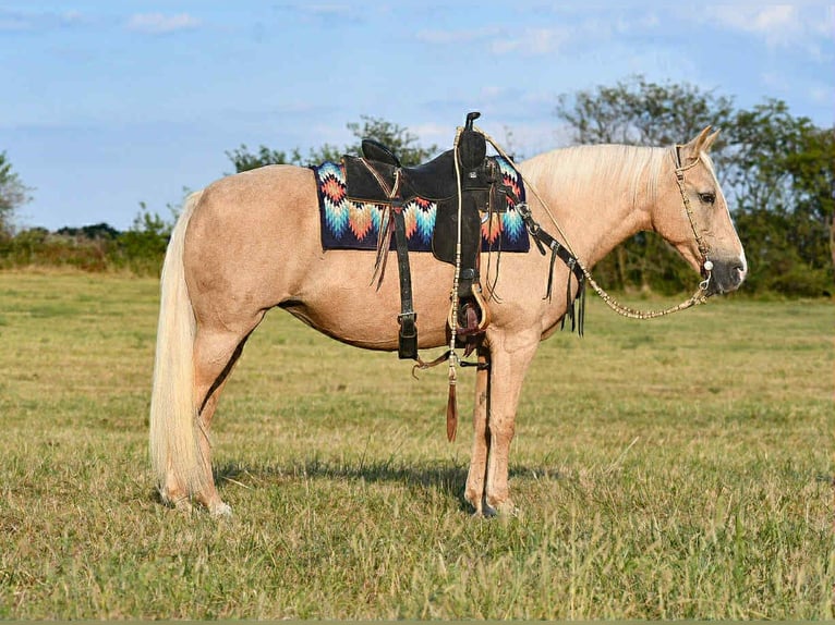 Autres races Jument 11 Ans 152 cm Palomino in Corsica