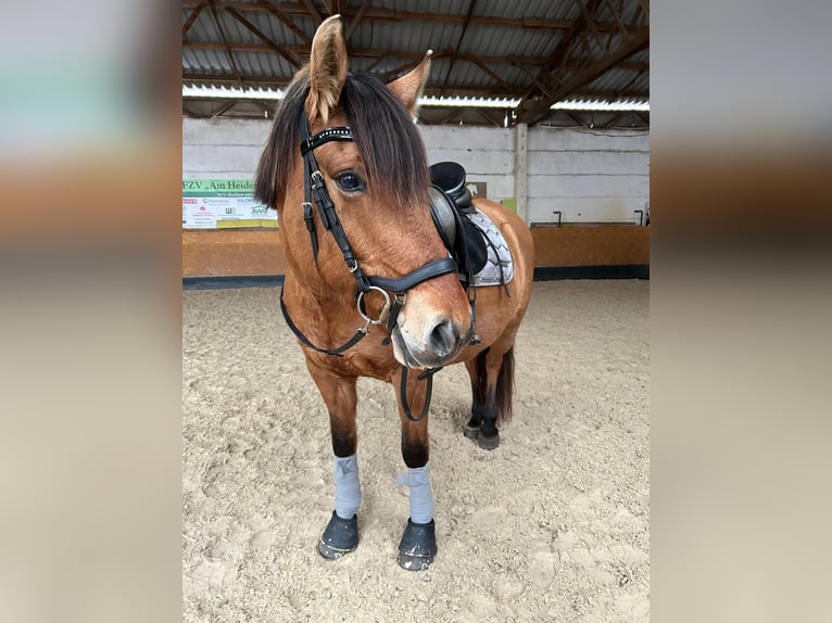Autres races Jument 11 Ans 153 cm in Magdeburg