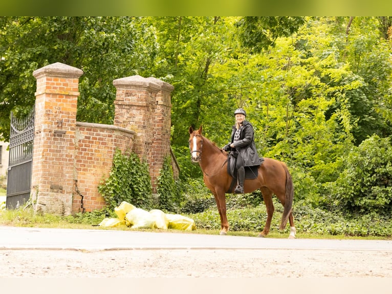 Autres races Jument 11 Ans 154 cm Alezan in Ribbesbüttel