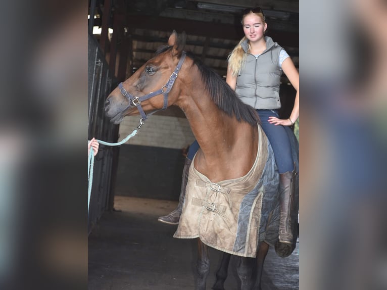 Autres races Jument 11 Ans 160 cm Bai in Achtmaal