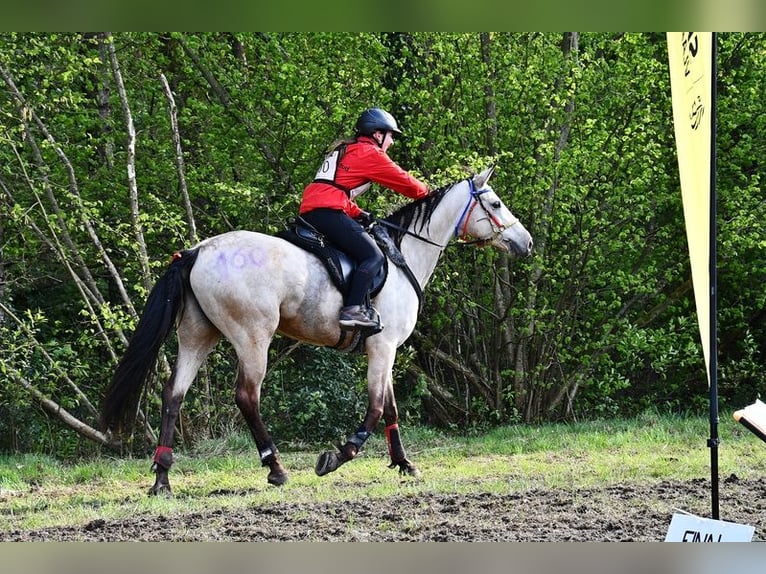 Autres races Jument 11 Ans 163 cm Buckskin in Rotenburg an der Fulda