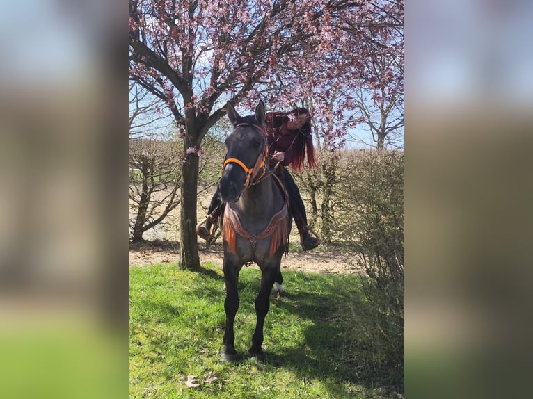 Autres races Jument 11 Ans 164 cm Grullo in Linkenbach