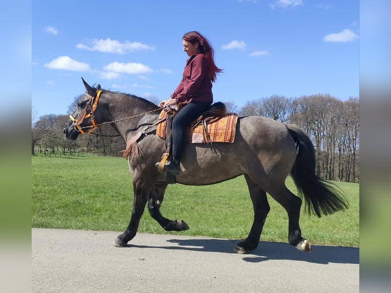 Autres races Jument 11 Ans 164 cm Grullo in Linkenbach