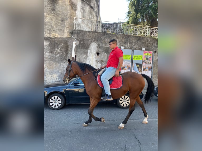 Autres races Jument 11 Ans 165 cm Bai in Solarino