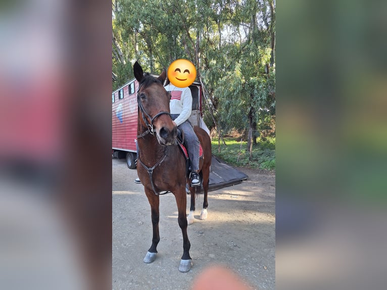 Autres races Jument 11 Ans 165 cm Bai in Solarino