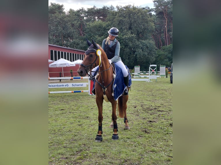 Autres races Jument 11 Ans 174 cm Alezan in Moormerland