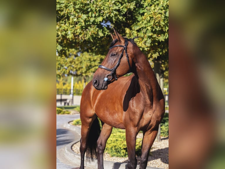 Autres races Jument 11 Ans Bai cerise in Ptakowice