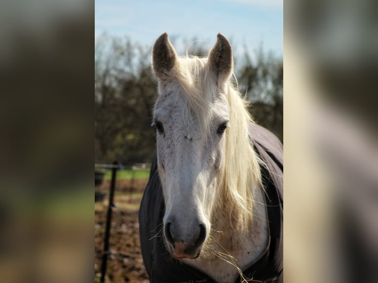 Autres races Croisé Jument 11 Ans Gris in Saint-Geniès-de-Malgoirès