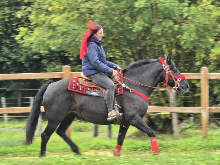 Autres races Jument 11 Ans Noir in Linkenbach
