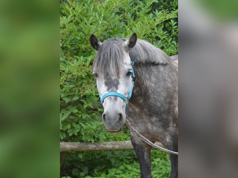 Autres races Jument 12 Ans 120 cm Gris in Mettmann