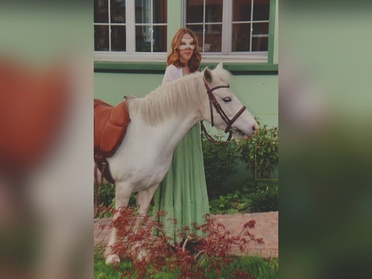 Autres races Jument 12 Ans 133 cm Gris in Holving