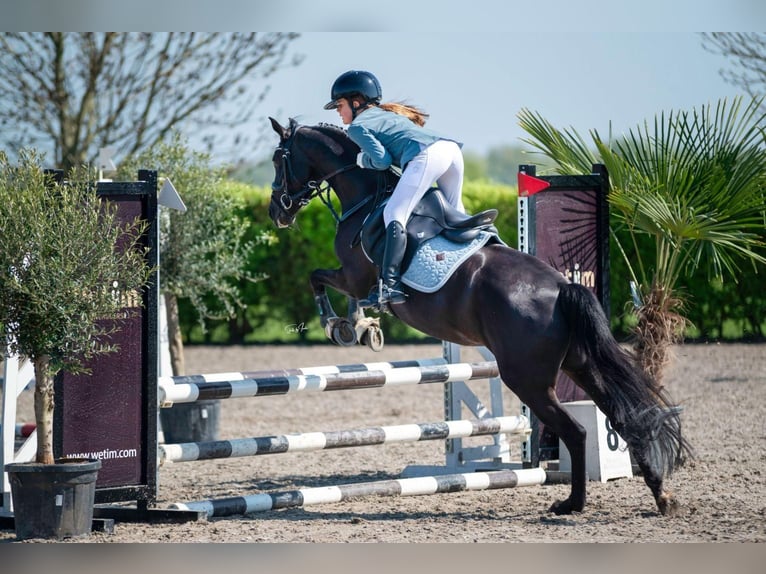 Autres races Jument 12 Ans 137 cm Noir in Heeswijk-Dinther
