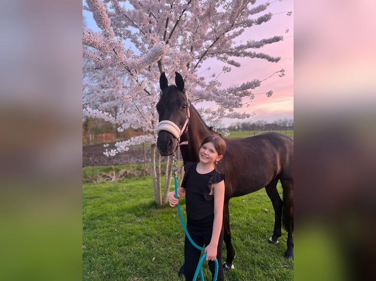 Autres races Jument 12 Ans 137 cm Noir in Heeswijk-Dinther