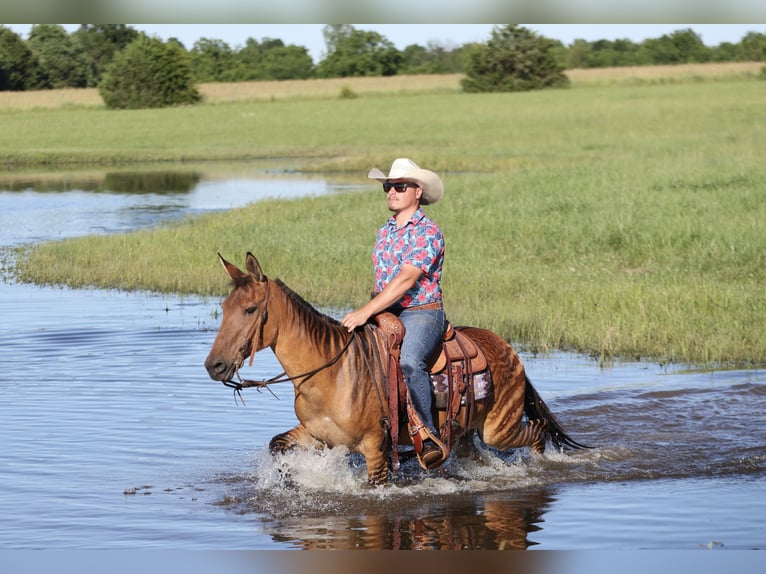 Autres races Jument 12 Ans 142 cm Isabelle in Buffalo