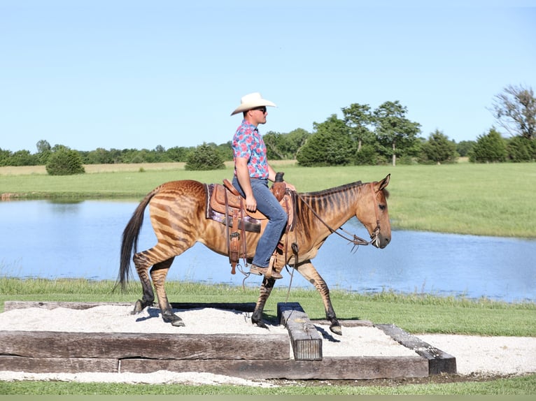 Autres races Jument 12 Ans 142 cm Isabelle in Buffalo