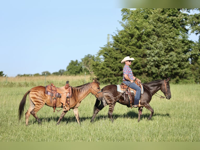 Autres races Jument 12 Ans 142 cm Isabelle in Buffalo