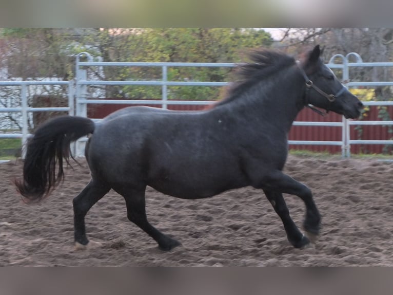 Autres races Croisé Jument 12 Ans 145 cm Gris noir in Buttst&#xE4;dt