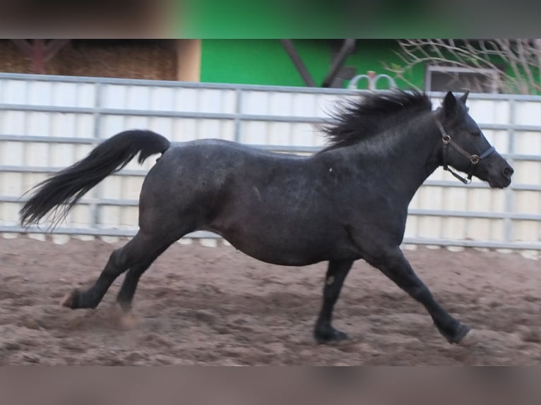 Autres races Jument 12 Ans 145 cm Gris noir in Ellersleben