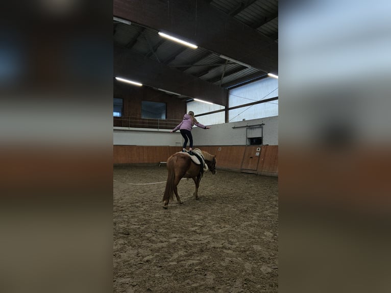 Autres races Croisé Jument 12 Ans 148 cm Alezan in Durmersheim