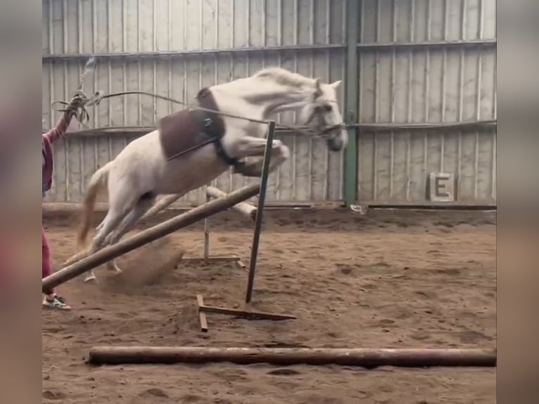 Autres races Croisé Jument 12 Ans 149 cm Gris in Villanueva De Gallego