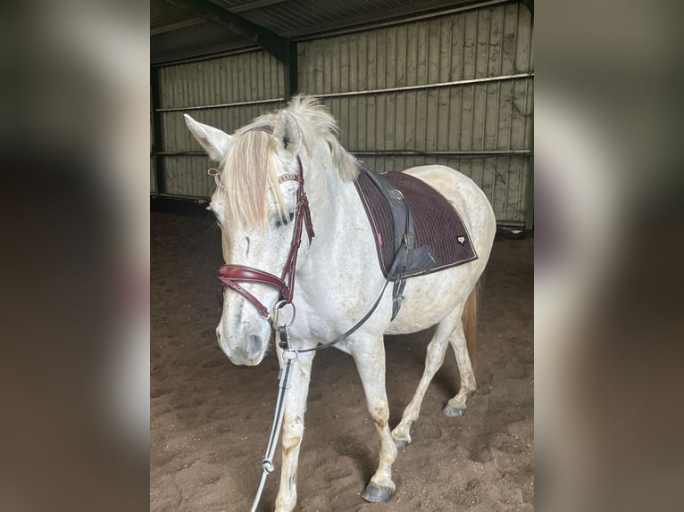 Autres races Croisé Jument 12 Ans 149 cm Gris in Villanueva De Gallego