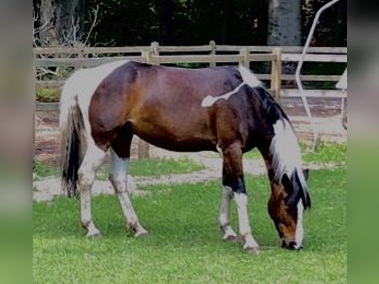 Autres races Croisé Jument 12 Ans 150 cm Pinto in Woudenberg