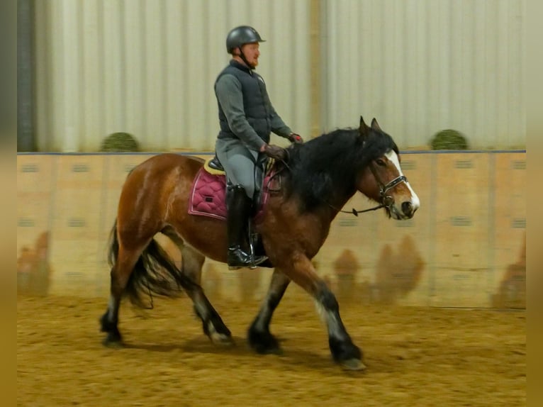 Autres races Jument 12 Ans 153 cm Bai in Neustadt (Wied)