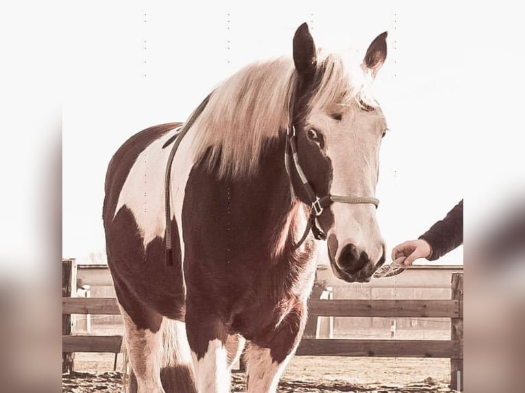 Autres races Croisé Jument 12 Ans 155 cm Pinto in Dülmen