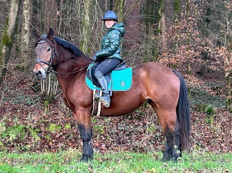 Autres races Jument 12 Ans 157 cm Bai in Meschede