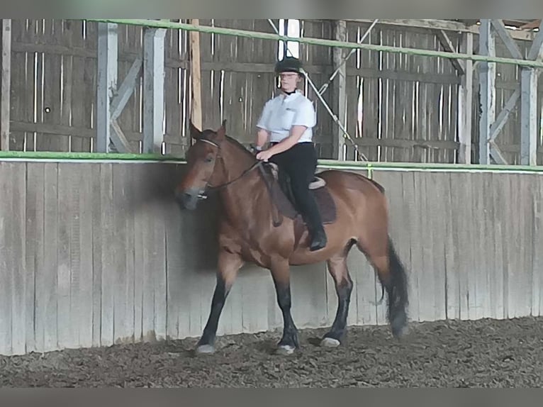 Autres races Jument 12 Ans 157 cm Bai in Meschede