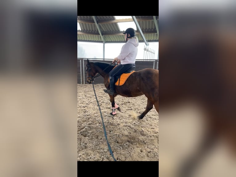 Autres races Jument 12 Ans 160 cm Bai in Achtmaal