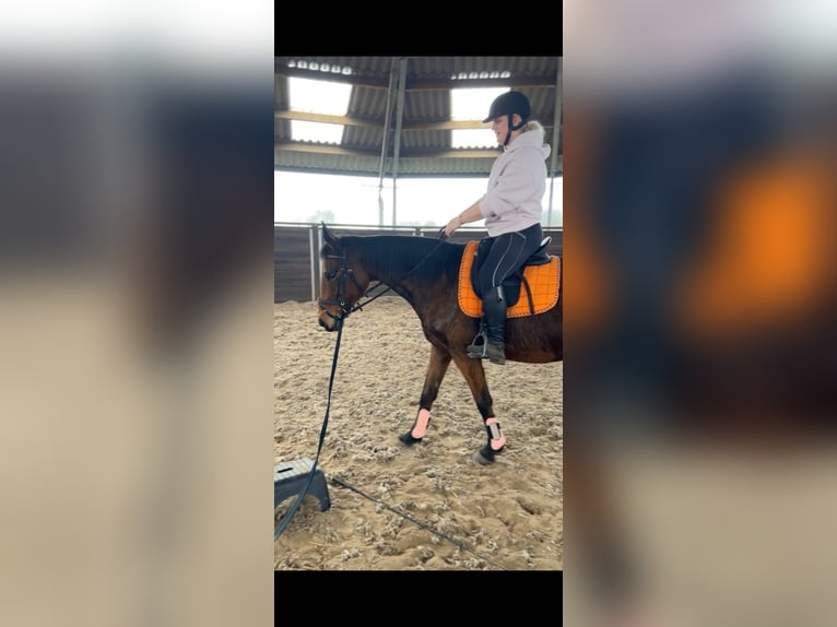 Autres races Jument 12 Ans 160 cm  in Achtmaal