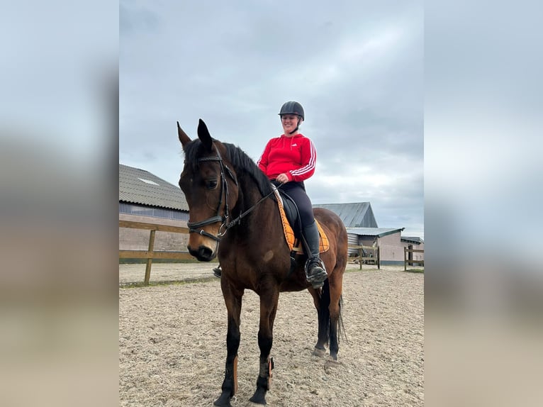 Autres races Jument 12 Ans 162 cm Bai in Achtmaal