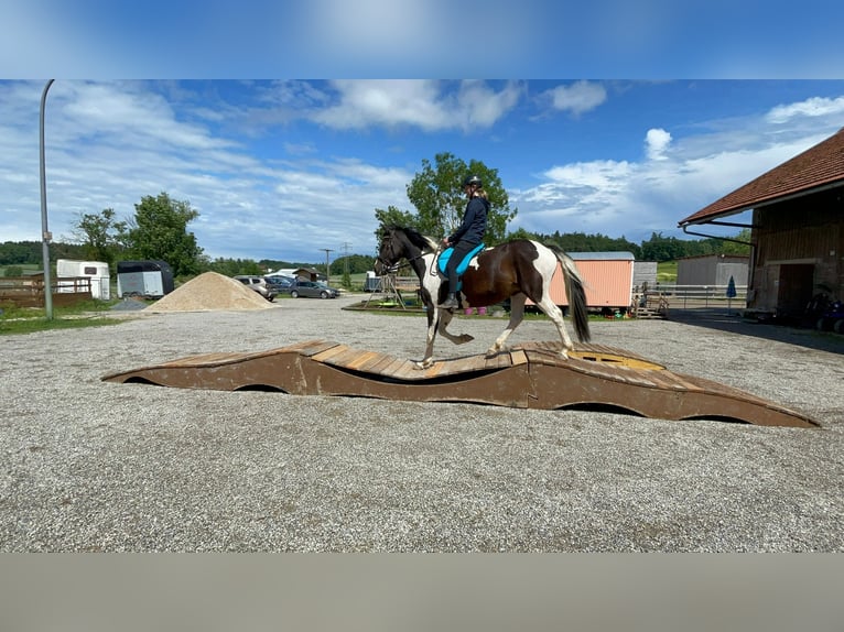 Autres races Jument 12 Ans 162 cm Pinto in Rottenburg an der Laaber