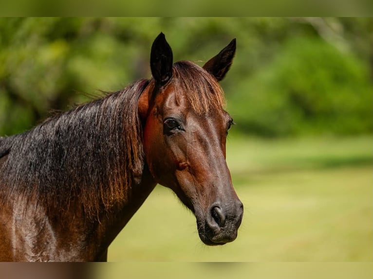 Autres races Jument 12 Ans Bai cerise in Quincy