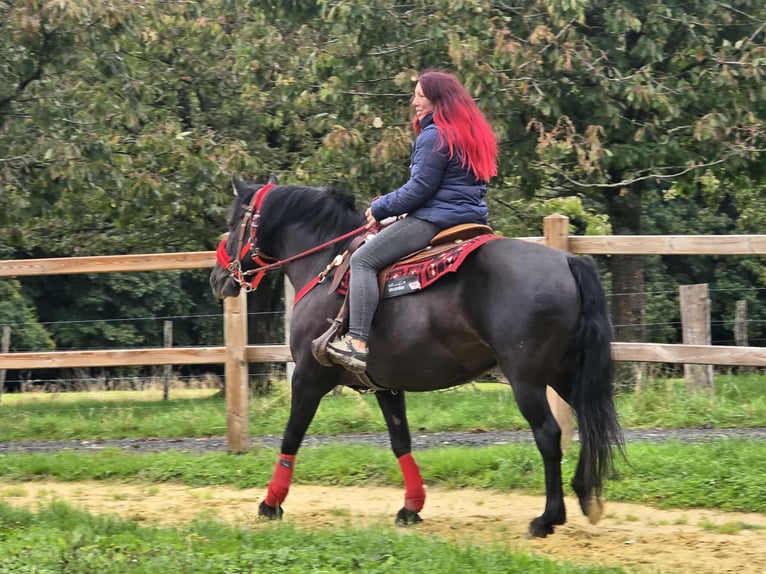 Autres races Jument 12 Ans Noir in Linkenbach