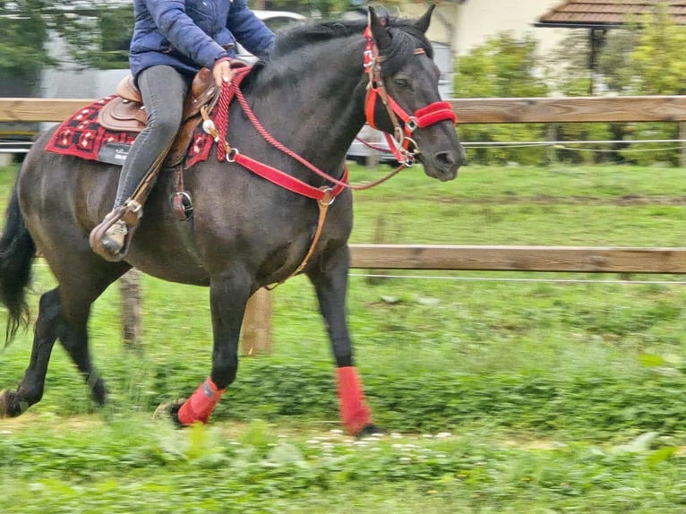 Autres races Jument 12 Ans Noir in Linkenbach