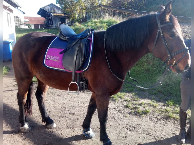 Autres races Croisé Jument 13 Ans 155 cm Bai cerise in Hohenwart