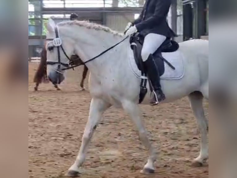 Autres races Croisé Jument 13 Ans 157 cm Gris in Oldendorf